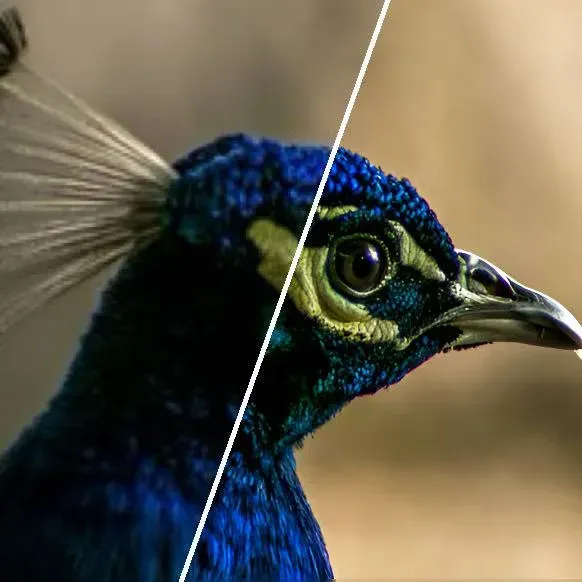 Features - Sharp, Clear, and True-to-Life - AIEnhancer